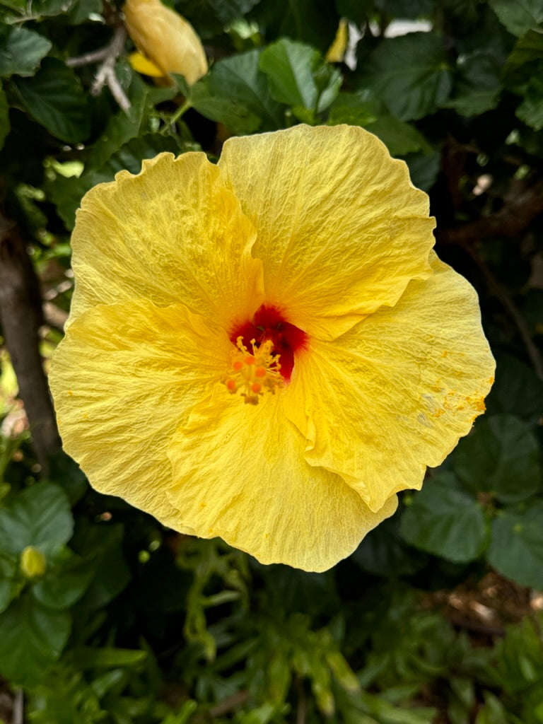 Recovery Roller with Essential Oils